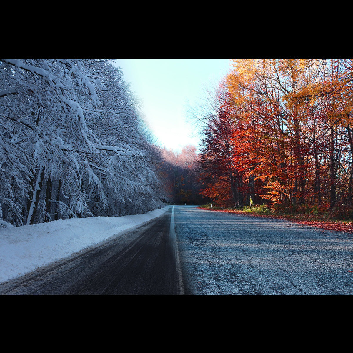 Autumn / Winter